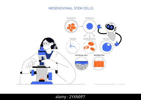 Mesenchymales Stammzellkonzept. Wissenschaftlerin untersucht Stammzelldifferenzierung in verschiedene Zelltypen. Pädagogische Biologie-Vektorillustration. Stock Vektor