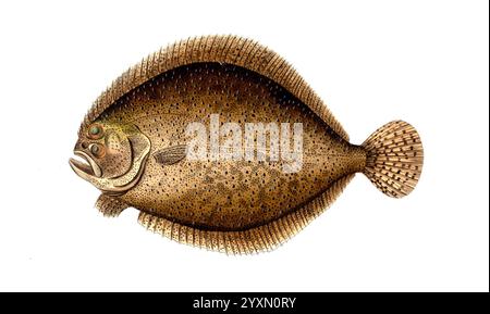 Fisch, Fische, Scophthalmus maximus, Syn.: Psetta maxima, Bothus maximus, Rhombus maximus, der Steinbutt, der Steinbutt, Historisch, digital restaurierte Reproduktion von einer Vorlage aus dem 19. Jahrhundert, Datum nicht angegeben Stockfoto