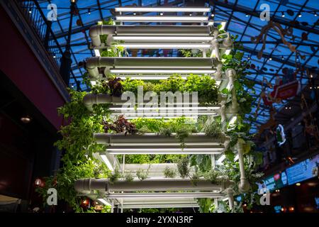 Anbau von Gewürzpflanzen, Salat, Minzbasilikum in intelligenter vertikaler Farm mit Hydrokultur, Flüssigdünger Stockfoto