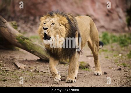 Asiatischer Löwe (Panthera leo persica), männlich, der auf dem Boden läuft, Deutschland, Europa Stockfoto