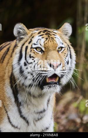 Sibirischer Tiger oder Amurtiger (Panthera tigris altaica) Porträt, gefangen, Lebensraum in Russland Stockfoto