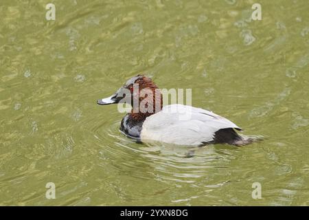 Tufted Pochard (Aythya fuligula), männlich und weiblich, schwimmen in einem See, Bayern, Deutschland, Europa Stockfoto