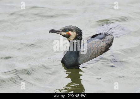 Großer Kormoran (Phalacrocorax carbo) schwimmt auf einem See, Bayern, Deutschland, Europa Stockfoto