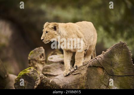 Asiatischer Löwe (Panthera leo persica), gefangen auf einem Baumstamm stehend Stockfoto