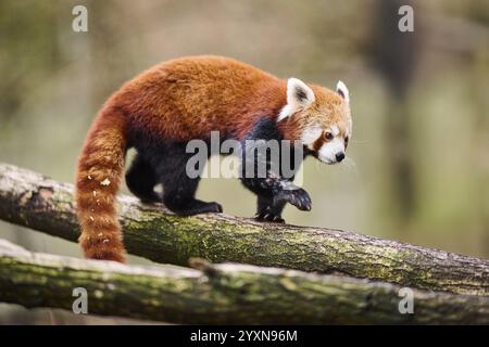 Roter Panda (Ailurus fulgens) auf einer Niederlassung, Deutschland, Europa Stockfoto