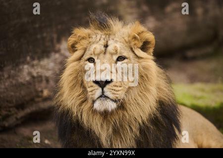 Asiatischer Löwe (Panthera leo persica) männliches Porträt, Deutschland, Europa Stockfoto