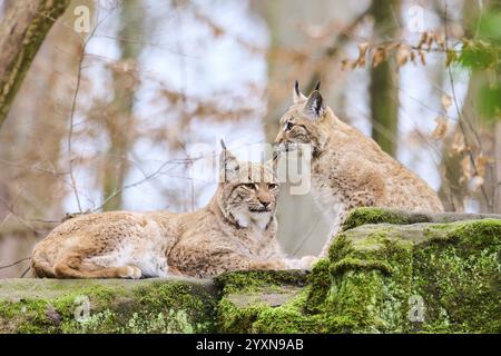 Eurasische Luchsmutter mit ihrem Jungen auf einem Felsen liegend, Bayern, Deutschland, Europa Stockfoto