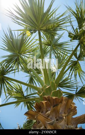 Palmblätter. Palme von unten betrachtet. Grüne Palmblätter vor blauem sonnigen Himmel Hintergrund. Natürlicher Hintergrund an einem tropischen Tag am Meer. Trop Stockfoto
