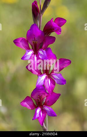 Gladiolus communis, Gladiolus communis, Mittelmeerregion, Portugal, Europa Stockfoto