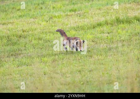 Fuchs (Vulpes vulpes) Rehkitz Jagd Mäuse Deutschland Stockfoto