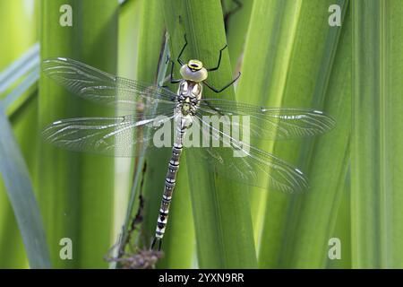 Südlicher Hawker, Aeshna cyanea, sitzt auf einem Schilfstiel Stockfoto