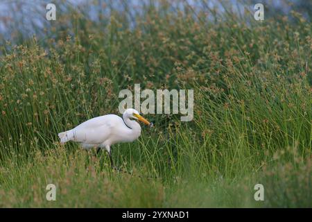 Asiatischer Mittelreiter, Mittelreiter, Egretta intermedia, Mesophoyx intermedia, Aigrette intermediaire, Heron Intermediaire, Garceta Interm Stockfoto