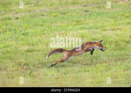 Fuchs (Vulpes vulpes) Rehkitz Jagd Mäuse Deutschland Stockfoto