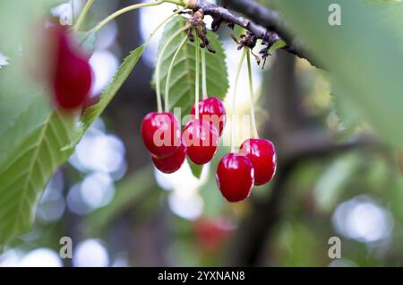 Reife rote Kirschen vom Baum. Süße Kirschen auf einem Zweig kurz vor der Ernte im Frühsommer. Köstliche saftige Kirschen hängen im Baum. Bulgarien Stockfoto
