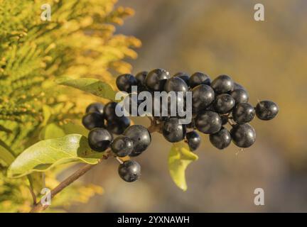 Ligustrum vulgare, auch Wild privet, Macro, Beere Stockfoto