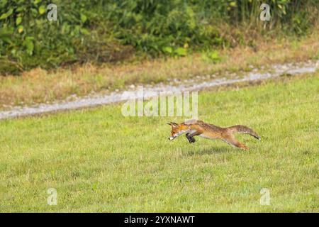 Fuchs (Vulpes vulpes) Rehkitz Jagd Mäuse Deutschland Stockfoto