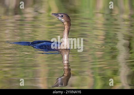 Tiere, Vögel, Pygmy Cormoran (Phalacrocorax pygmeus), Biotope, Lebensraum, Schwimmen im Wasser, Nahrungssuche, Familie der Kormorane Lesbos Island, Lesbos, Gree Stockfoto