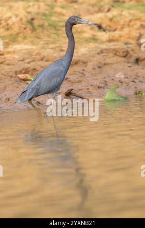 Großer Blaureiher (Egretta caerulea), Pantanal, Binnenland, Feuchtgebiet, UNESCO Biosphärenreservat, Weltkulturerbe, Feuchtbiotope, Mato Grosso, Brasilien, S Stockfoto