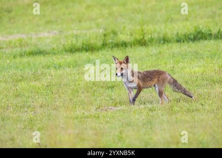 Fuchs (Vulpes vulpes) Rehkitz Jagd Mäuse Deutschland Stockfoto