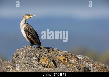 Kormoran, (Phalacrocorax Carb), Tier, Tiere, Vogel, Vögel, Familie von Kormoranen, auf Felsen am Meer, Biotope, Lebensraum Lesbos Island, Lesbos Stockfoto