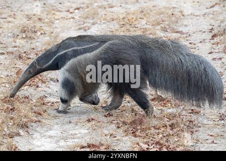 Riesenamittel (Myrmecophaga tridactyla), in der Abenddämmerung, vor Sonnenaufgang, Pantanal, Binnenland, Feuchtgebiet, UNESCO-Biosphärenreservat, Weltkulturerbe, feucht Stockfoto