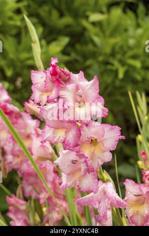 Rosa Gladiolen Gladiolenblume. Regentropfen auf der Blume. Frühlingsgarten mit Gladiolen. Regentropfen auf Blütengladiolen gladiolus. Gruppen Gladiolen, Schwert l Stockfoto