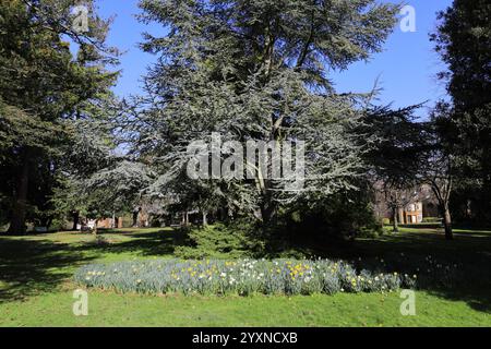 Blick auf den Frühling in Swanspool Gardens, Wellingborough Town, Northamptonshire, England, Großbritannien Stockfoto