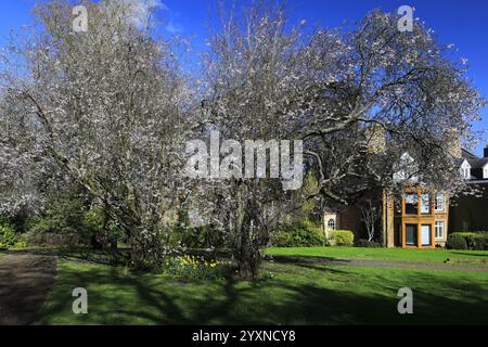 Blick auf den Frühling in Swanspool Gardens, Wellingborough Town, Northamptonshire, England, Großbritannien Stockfoto