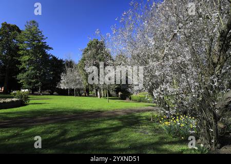 Blick auf den Frühling in Swanspool Gardens, Wellingborough Town, Northamptonshire, England, Großbritannien Stockfoto