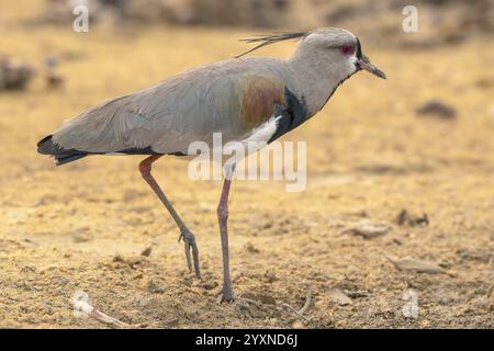 Bronzescheibe (Vanellus chilensis), Pantanal, Binnenland, Feuchtgebiet, UNESCO-Biosphärenreservat, Weltkulturerbe, Feuchtbiotope, Mato Grosso, Brasilien, S Stockfoto