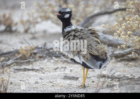 Schwarzer Korhaan, Afrotis afraoides, sitzt auf dem Boden, Namibia, Afrika Stockfoto