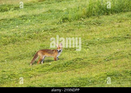 Fuchs (Vulpes vulpes) Rehkitz Jagd Mäuse Deutschland Stockfoto