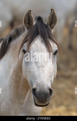 Andalusisches Pferd (Pura Raza Espanola), perfekt, Tierporträt, Augenkontakt, Pantanal, Binnenland, Feuchtgebiet, UNESCO-Biosphärenreservat, Weltkulturerbe Sit Stockfoto