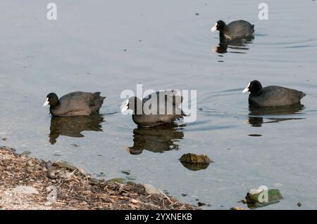 Eine Schar von eurasischen Schwarzhühnern (Fulica atra), die im Wasser entlang der Küste schwimmen Stockfoto