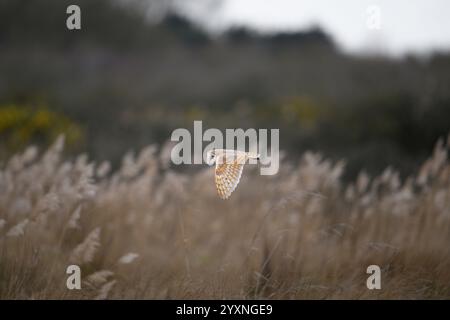 Scheuneneule, Norfolk Stockfoto