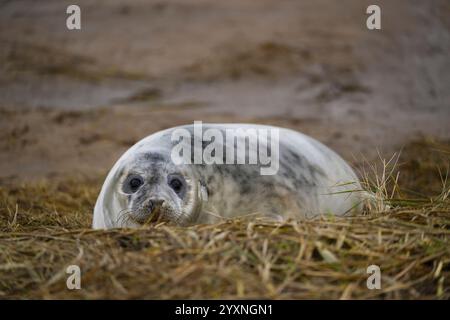 Grau Seal pup, Donna Nook, Lincolnshire Stockfoto