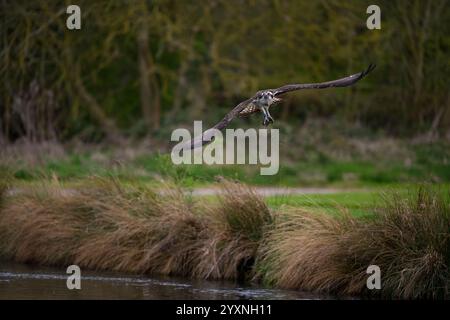 Osprey mit Fisch, Rutland Stockfoto