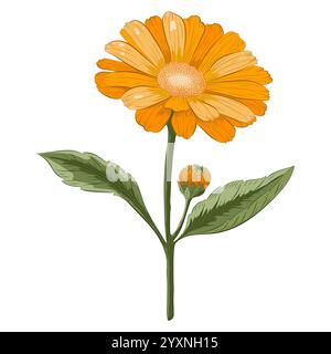 Calendula Pflanze Farbige Detaillierte Vektor-Illustration Stock Vektor