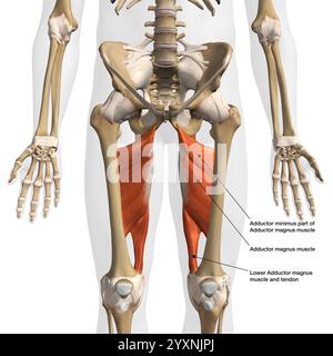 3D-Rendering des Musculus Adductor magnus auf weißem Hintergrund. Stockfoto