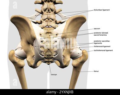 Anatomie des menschlichen Beckenknochens und der Bänder, Rückansicht mit Etiketten. Stockfoto