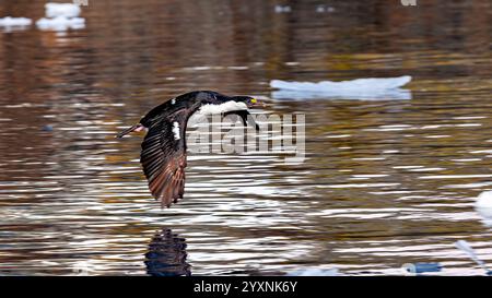 Ein Kormoran der antarktischen Tierwelt Stockfoto