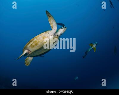 Grüne Meeresschildkröte (Chelonia mydas) schwimmt neben einem gefiederten Fledermausfisch im Great Barrier Reef. Stockfoto