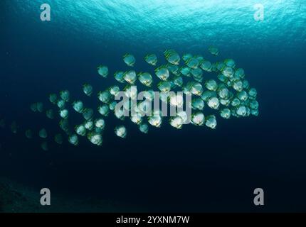 Schule der Orbikulären Fledermausfische (Platax orbicularis), Manado, Nord-Sulawesi, Indonesien. Stockfoto