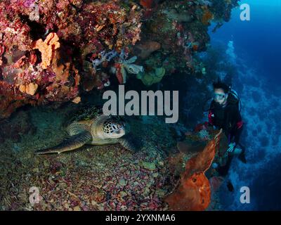 Taucher beobachten eine große grüne Meeresschildkröte (Chelonia mydas) an einem Riff, Nord-Sulawesi, Indonesien. Stockfoto