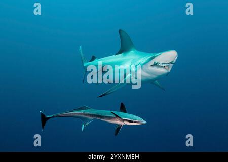 Ein ozeanischer Schwarzspitzenhai isst eine Sardine mit einer Remora, Aliwal Shoal, Südafrika. Stockfoto