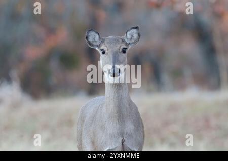 Weißwedelhirsche, Odocoileus virginianus, doe Stockfoto