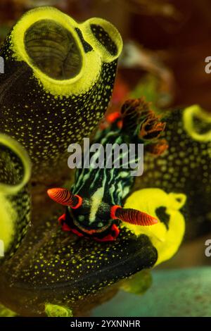 Schwarze und grüne Nembrotha kubaryana Nacktschnecke auf gelben Mantelstücken, Lembeh-Straße. Stockfoto