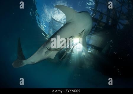 Ein Walhai (Rhincodon typus) nahe der Oberfläche unter einem bagan, Cenderawasih Bay, Indonesien. Stockfoto