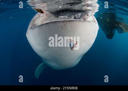 Walhai (Rhincodon Typus), der Wasser nahe der Oberfläche schluckt, Cenderawasih Bay, Indonesien. Stockfoto