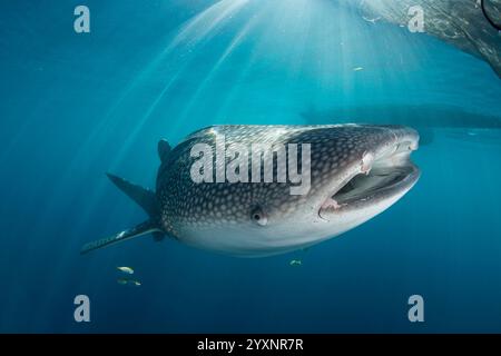 Walhai (Rhincodon Typus) schwimmen in der Nähe der Oberfläche, Cenderawasih Bay, Indonesien. Stockfoto